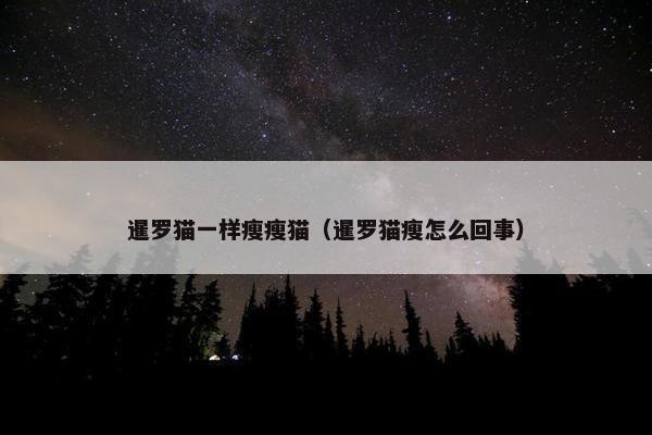 暹罗猫一样瘦瘦猫（暹罗猫瘦怎么回事）