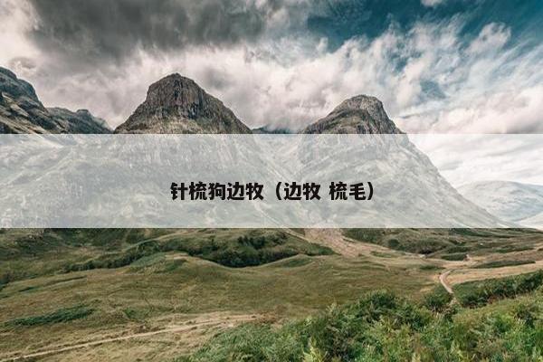 针梳狗边牧（边牧 梳毛）