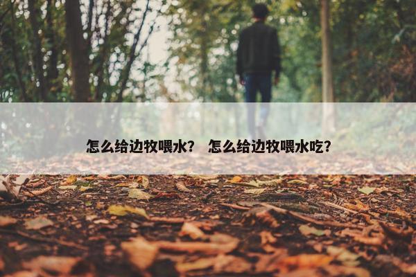 怎么给边牧喂水？ 怎么给边牧喂水吃？
