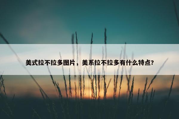 美式拉不拉多图片，美系拉不拉多有什么特点?