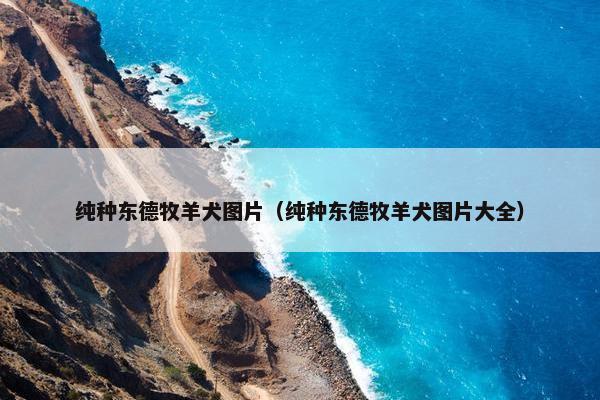 纯种东德牧羊犬图片（纯种东德牧羊犬图片大全）