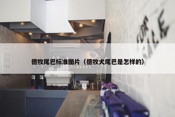 德牧尾巴标准图片（德牧犬尾巴是怎样的）