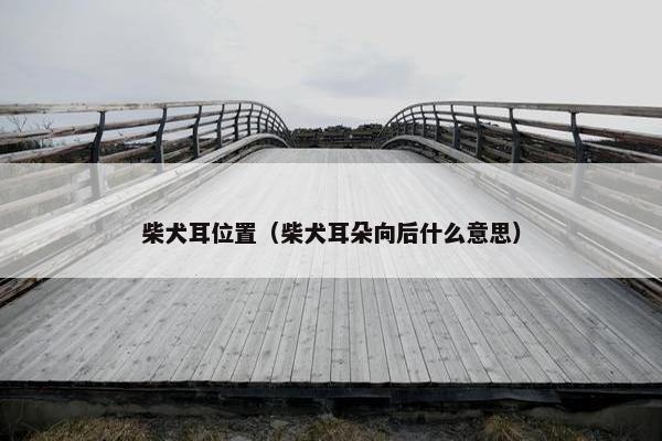 柴犬耳位置（柴犬耳朵向后什么意思）