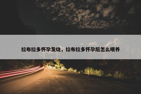 拉布拉多怀孕发烧，拉布拉多怀孕后怎么喂养