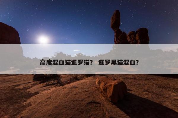 高度混血猫暹罗猫？ 暹罗黑猫混血？