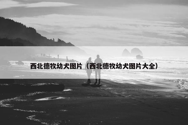西北德牧幼犬图片（西北德牧幼犬图片大全）