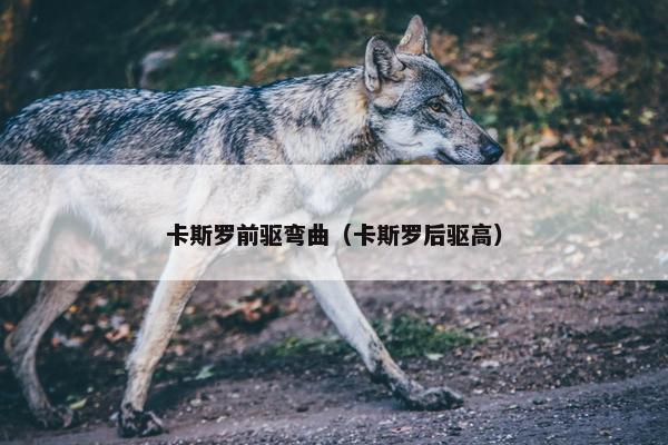 卡斯罗前驱弯曲（卡斯罗后驱高）