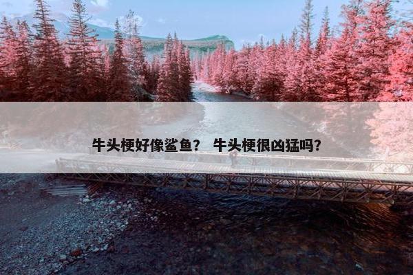 牛头梗好像鲨鱼？ 牛头梗很凶猛吗？