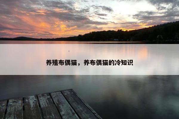养殖布偶猫，养布偶猫的冷知识