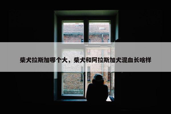 柴犬拉斯加哪个大，柴犬和阿拉斯加犬混血长啥样
