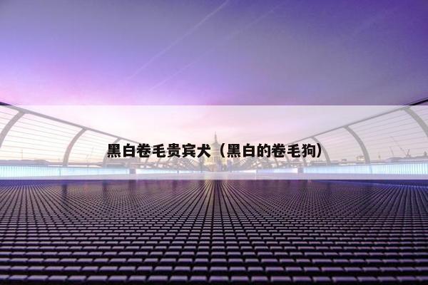 黑白卷毛贵宾犬（黑白的卷毛狗）