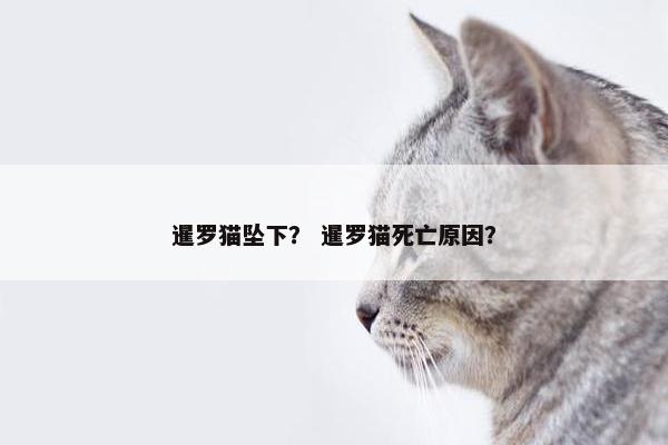暹罗猫坠下？ 暹罗猫死亡原因？