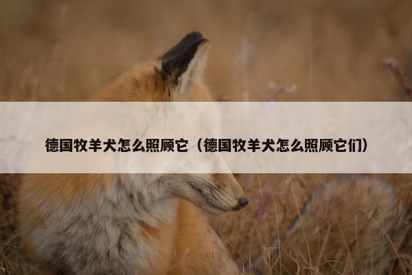德国牧羊犬怎么照顾它（德国牧羊犬怎么照顾它们）