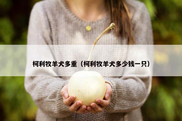 柯利牧羊犬多重（柯利牧羊犬多少钱一只）