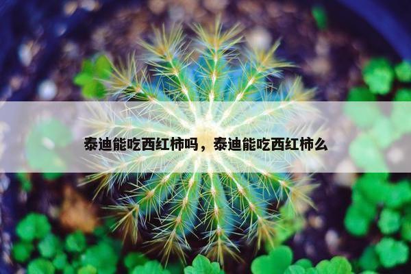 泰迪能吃西红柿吗，泰迪能吃西红柿么