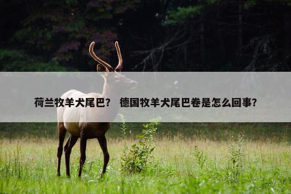 荷兰牧羊犬尾巴？ 德国牧羊犬尾巴卷是怎么回事？