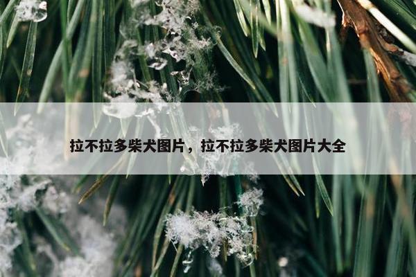 拉不拉多柴犬图片，拉不拉多柴犬图片大全