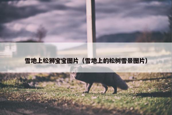雪地上松狮宝宝图片（雪地上的松树雪景图片）