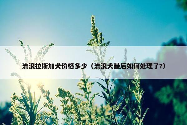 流浪拉斯加犬价格多少（流浪犬最后如何处理了?）