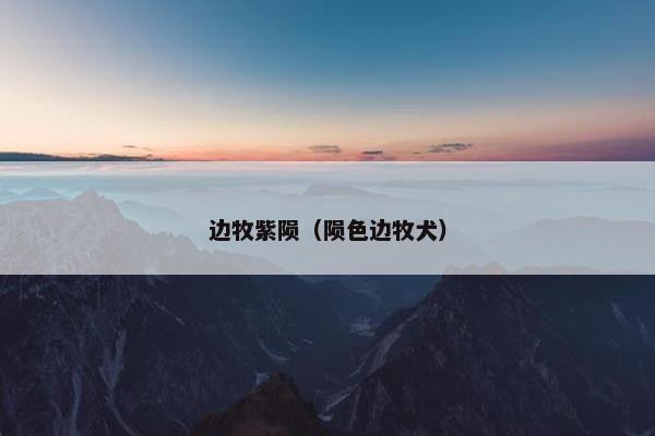边牧紫陨（陨色边牧犬）