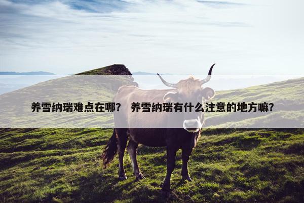 养雪纳瑞难点在哪？ 养雪纳瑞有什么注意的地方嘛？