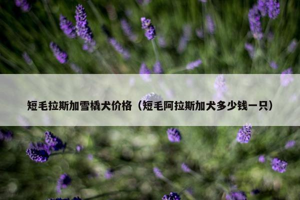 短毛拉斯加雪橇犬价格（短毛阿拉斯加犬多少钱一只）