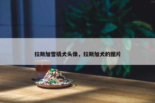 拉斯加雪橇犬头像，拉斯加犬的图片