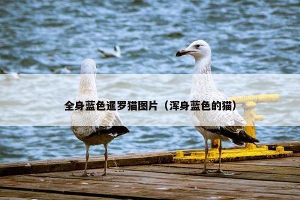 全身蓝色暹罗猫图片（浑身蓝色的猫）