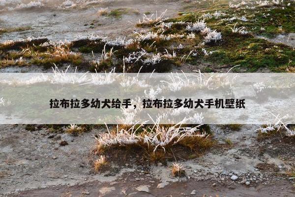 拉布拉多幼犬给手，拉布拉多幼犬手机壁纸