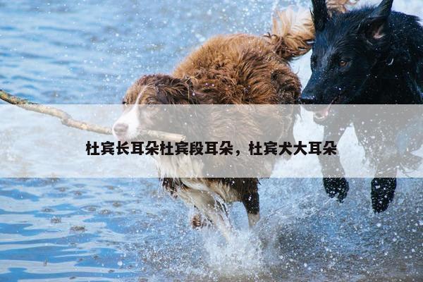 杜宾长耳朵杜宾段耳朵，杜宾犬大耳朵