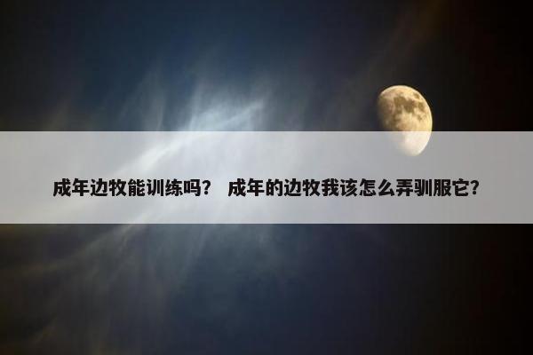 成年边牧能训练吗？ 成年的边牧我该怎么弄驯服它？