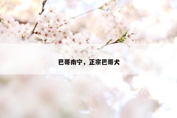 巴哥南宁，正宗巴哥犬