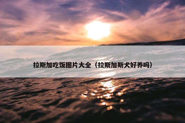 拉斯加吃饭图片大全（拉斯加斯犬好养吗）