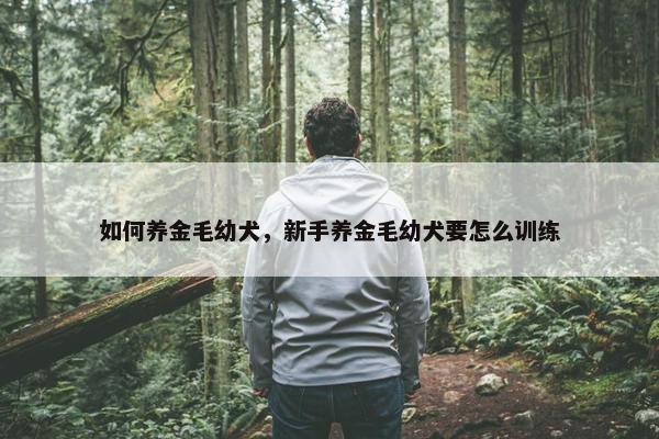 如何养金毛幼犬，新手养金毛幼犬要怎么训练