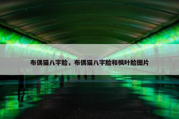 布偶猫八字脸，布偶猫八字脸和枫叶脸图片