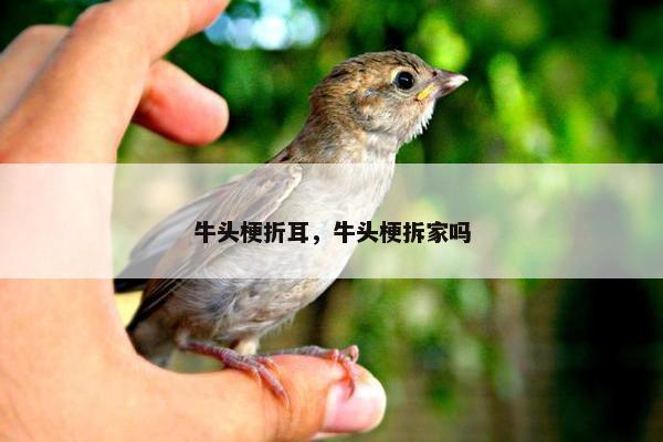 牛头梗折耳，牛头梗拆家吗