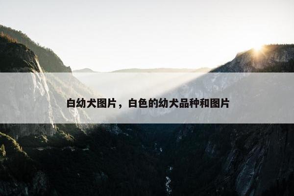 白幼犬图片，白色的幼犬品种和图片