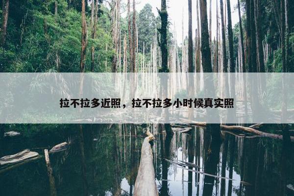 拉不拉多近照，拉不拉多小时候真实照