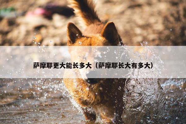 萨摩耶更大能长多大（萨摩耶长大有多大）
