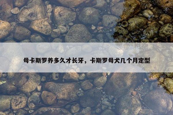 母卡斯罗养多久才长牙，卡斯罗母犬几个月定型