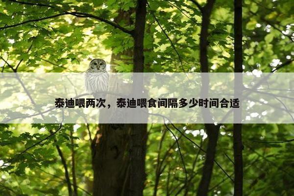 泰迪喂两次，泰迪喂食间隔多少时间合适