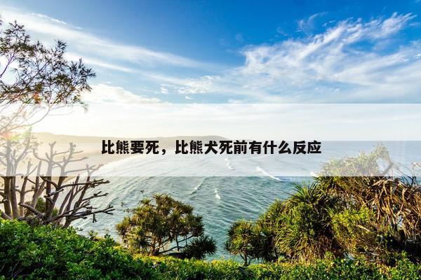 比熊要死，比熊犬死前有什么反应