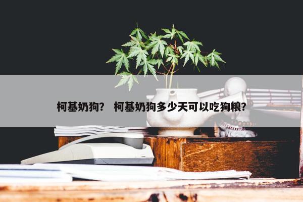 柯基奶狗？ 柯基奶狗多少天可以吃狗粮？