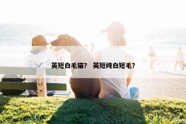 英短白毛猫？ 英短纯白短毛？