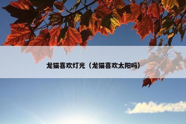 龙猫喜欢灯光（龙猫喜欢太阳吗）
