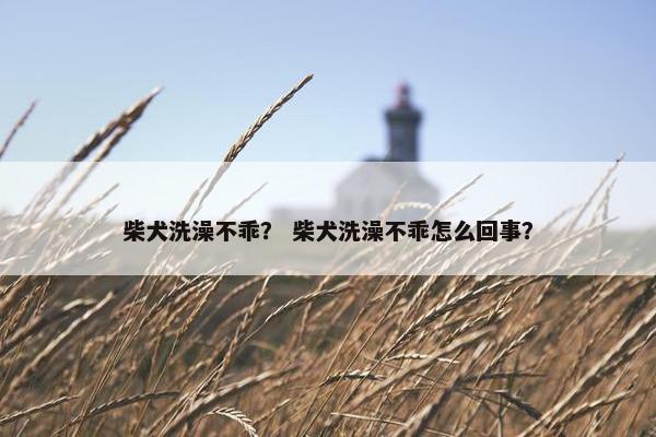 柴犬洗澡不乖？ 柴犬洗澡不乖怎么回事？