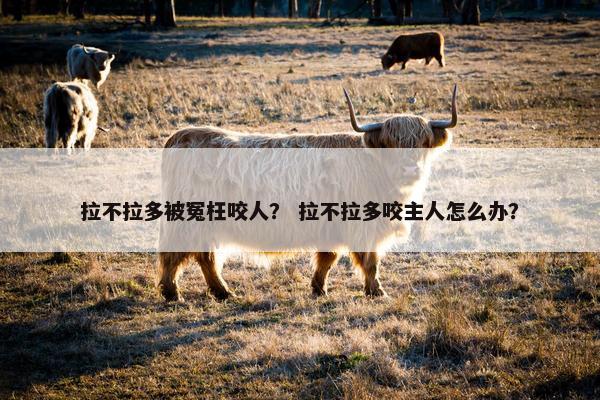 拉不拉多被冤枉咬人？ 拉不拉多咬主人怎么办？