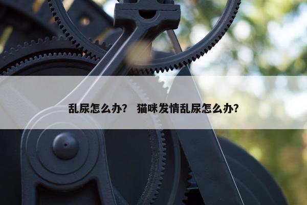 乱尿怎么办？ 猫咪发情乱尿怎么办？