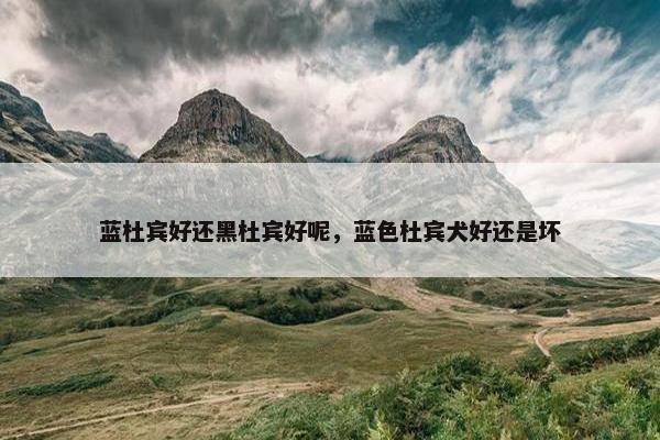 蓝杜宾好还黑杜宾好呢，蓝色杜宾犬好还是坏