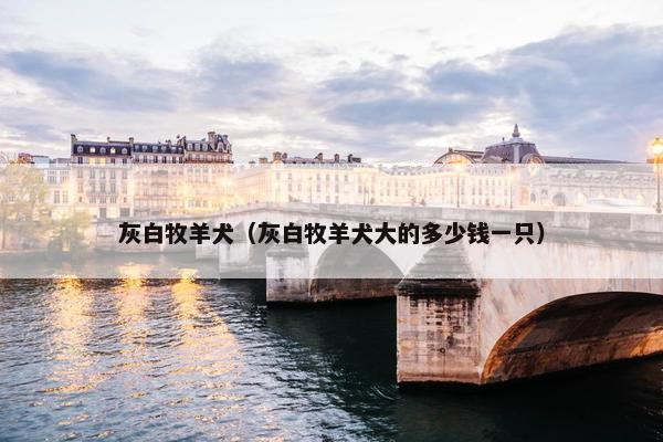 灰白牧羊犬（灰白牧羊犬大的多少钱一只）